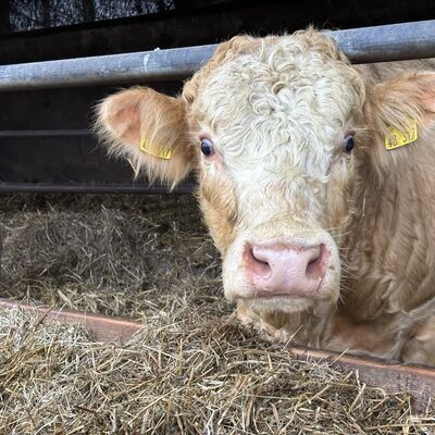 Eine Kuh mit beigefarbenem Fell und wei&szlig;em Kopf steht im Stroh und steckt den Kopf durch ein Metallgatter.